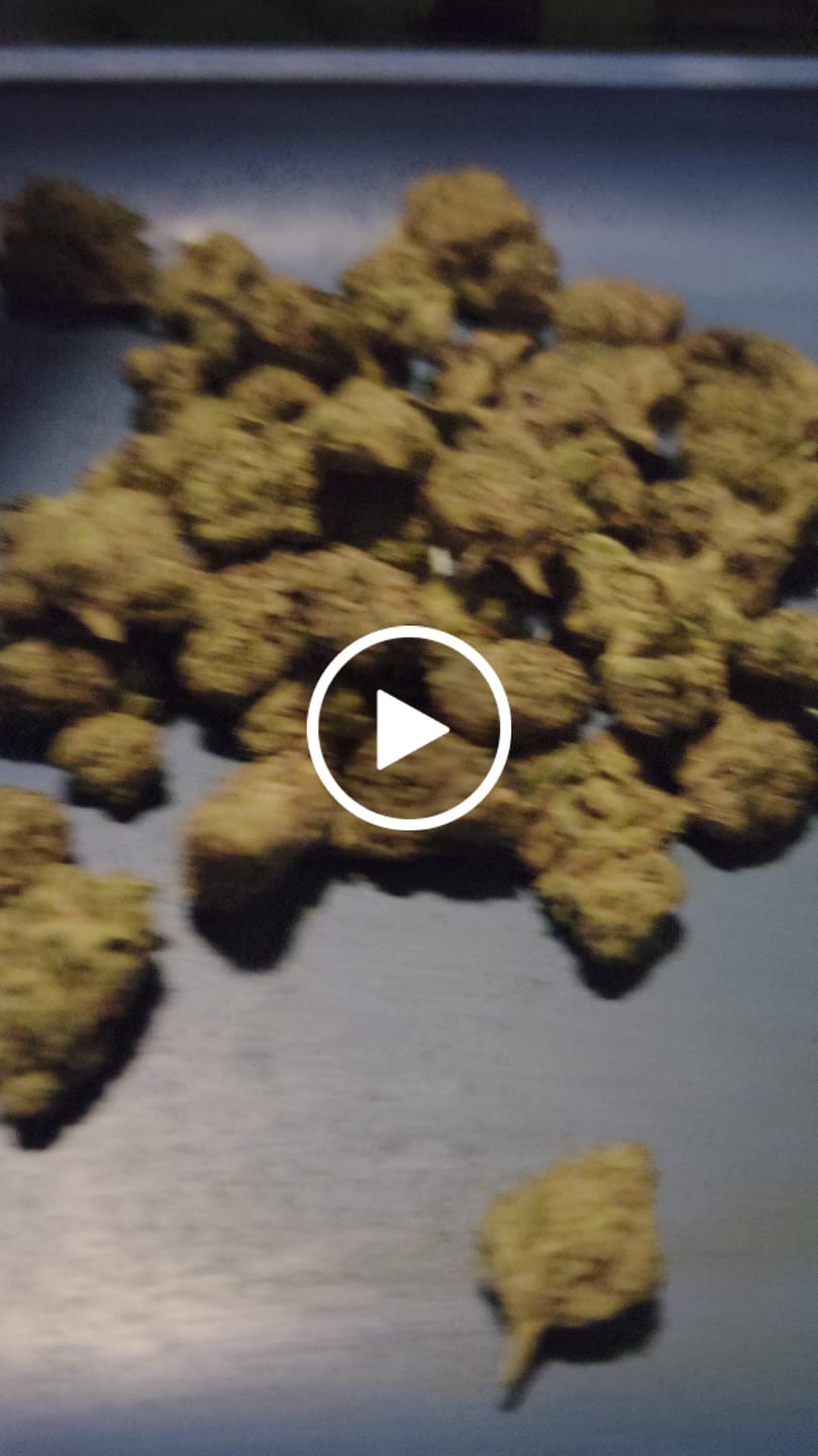 Customer video review of Snow Purple Punch (Indoor Smalls) - THCA Flower