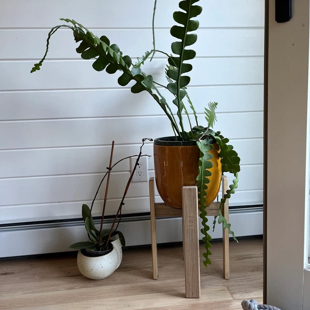 Customer photo review of Baltic Birch Plywood 'Yule' Plant Stand