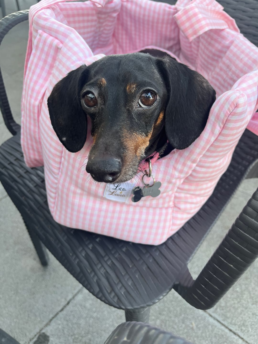 Customer photo review of Borse Trasportino per Cani in Tessuto Vichy | Eleganti, Comode e Made in Italy | Leo e Luna
