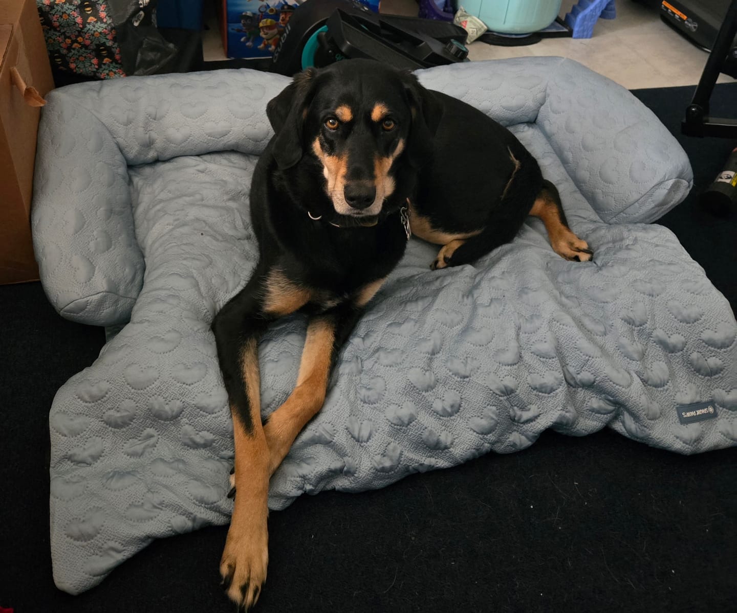 Customer photo review of Frostcore™ Cooling Couch Cover Dog Bed and Cooling Mat Set - Hearts Ash Blue