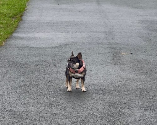 Customer's Frenchie wearing a pink Boomerang Harness while standing on a paved path.
