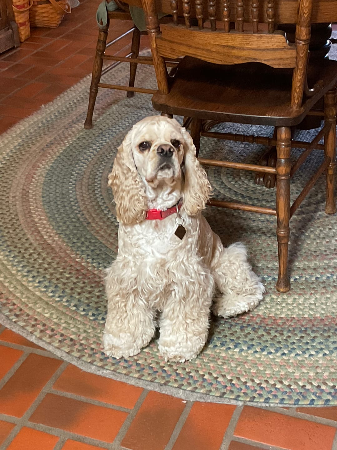Customer photo review of HealthyMouth® Water Additive For Dogs (Clinically Proven, VOHC Accepted)