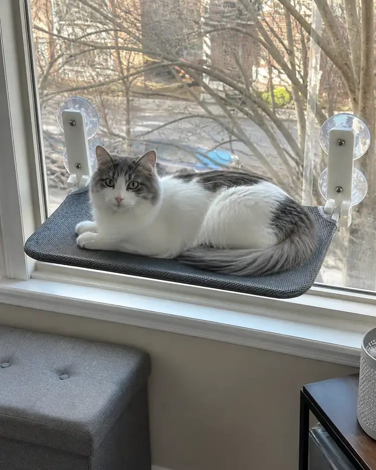 Customer photo review of Secure & Stylish Cat Window Perch Hammock
