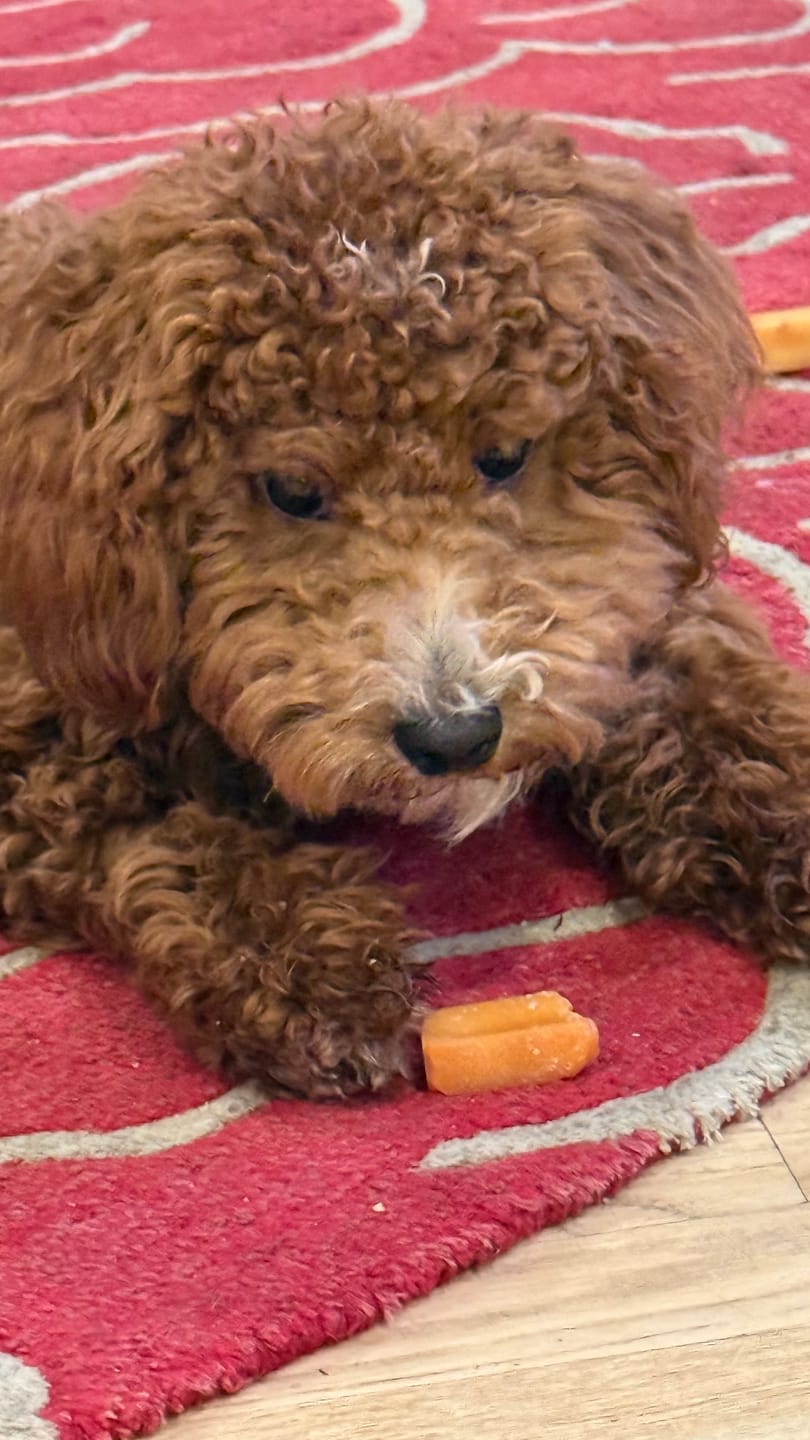 Customer photo review of Pumpkin Yak Chew — Fiber-Rich, Supports Digestion Naturally