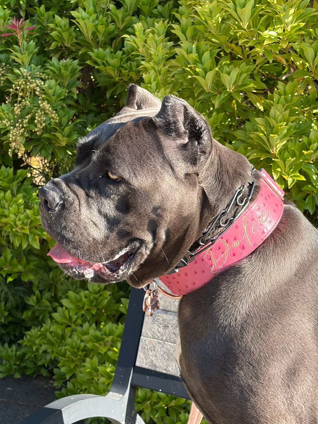 Customer photo review of 2" Leather Dog Collar - Rosa Bellagio