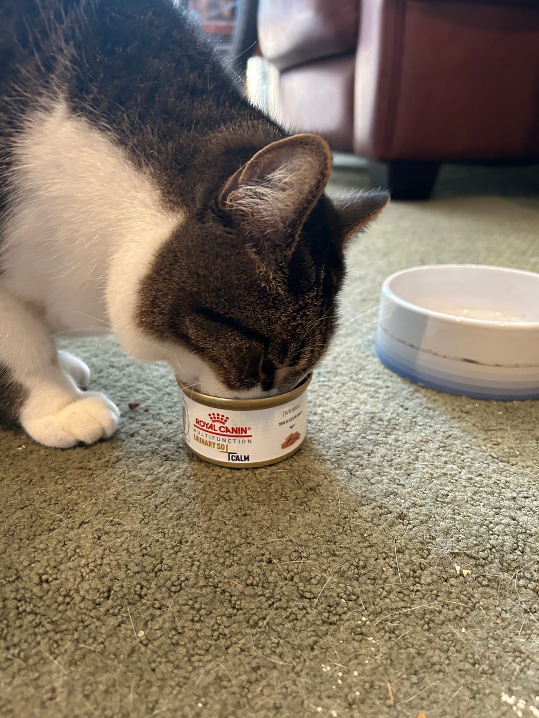 Customer photo review of Royal Canin Veterinary Diet - Feline Urinary SO + Calm Canned Cat Food 3 oz.