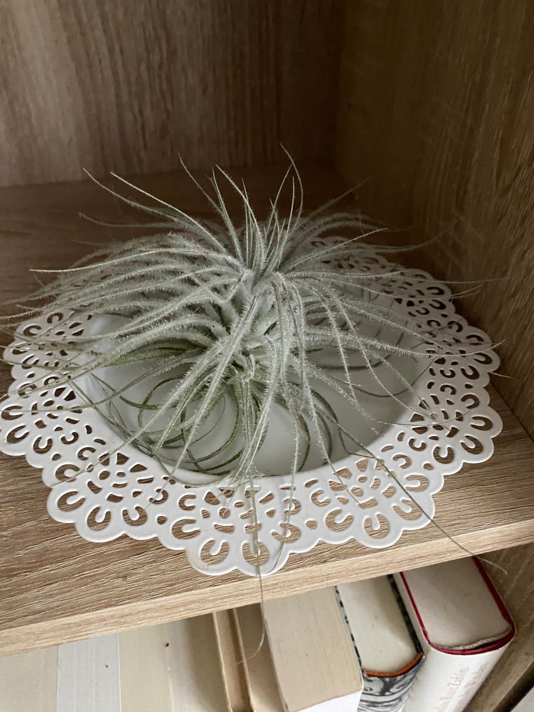 Customer photo review of Tillandsia tectorum "snow"