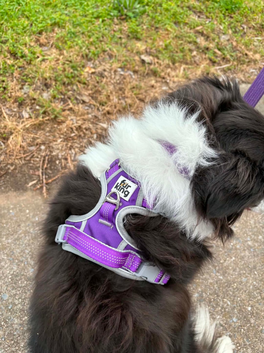 Customer photo review of Best No Pull Dog Harness | Fur King Ultimate No Pull Harness