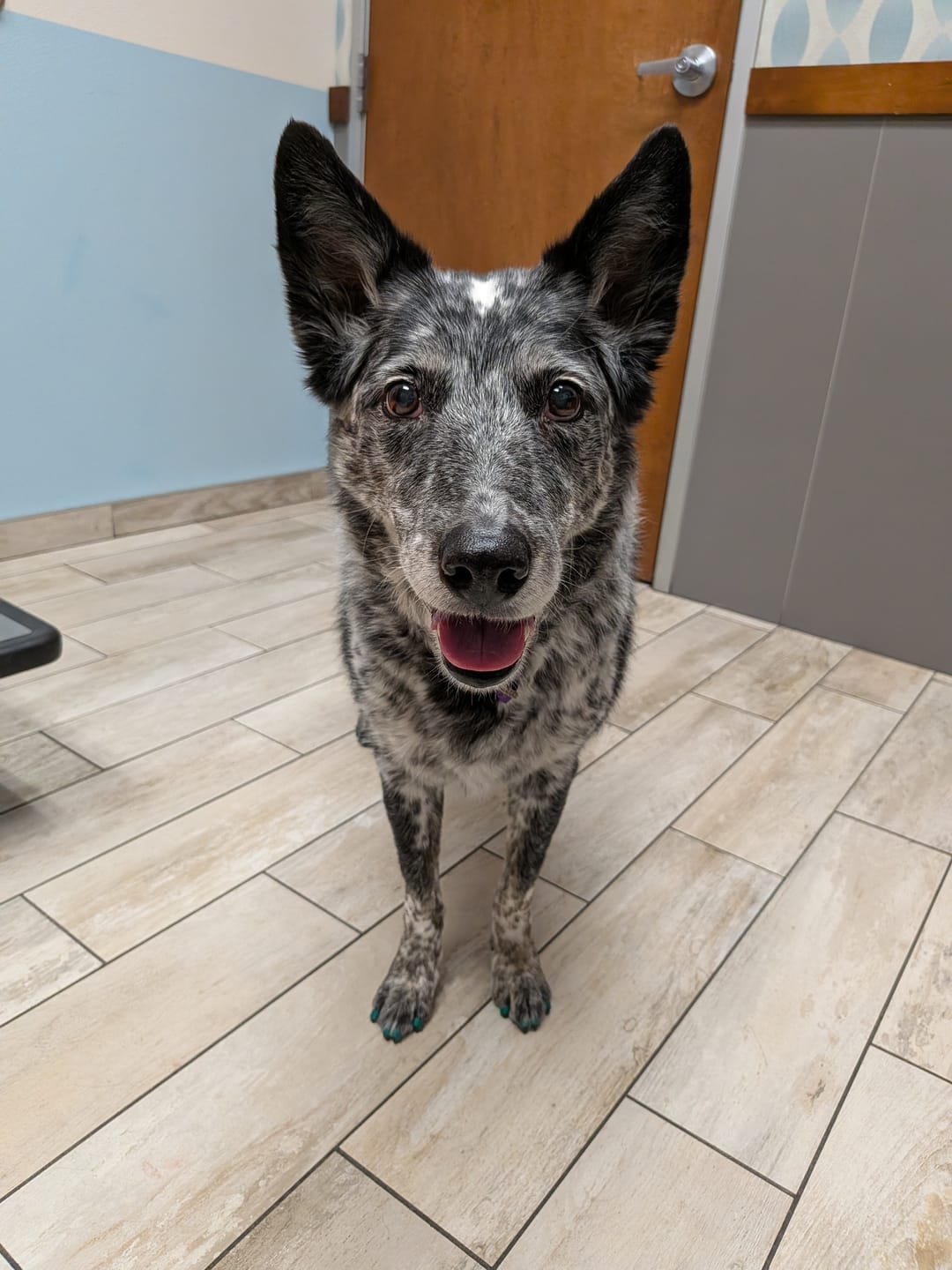 Customer photo review of Daily Healthy-Aging Support for Aging Dogs