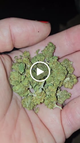 Customer video review of 1 Oz Cheap THCA Small Buds