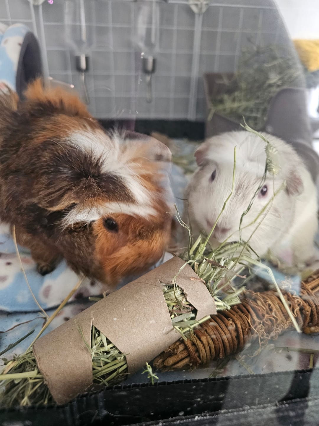 Customer photo review of Second Cut Timothy Hay - Ultra Premium Canadian Hay for Rabbits and Guinea Pigs