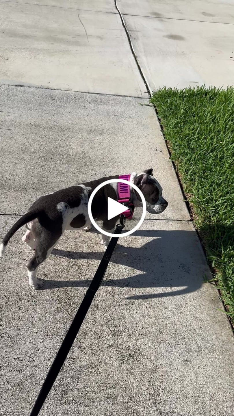 Customer video review of Matching Black 6' Bully Proof Leash