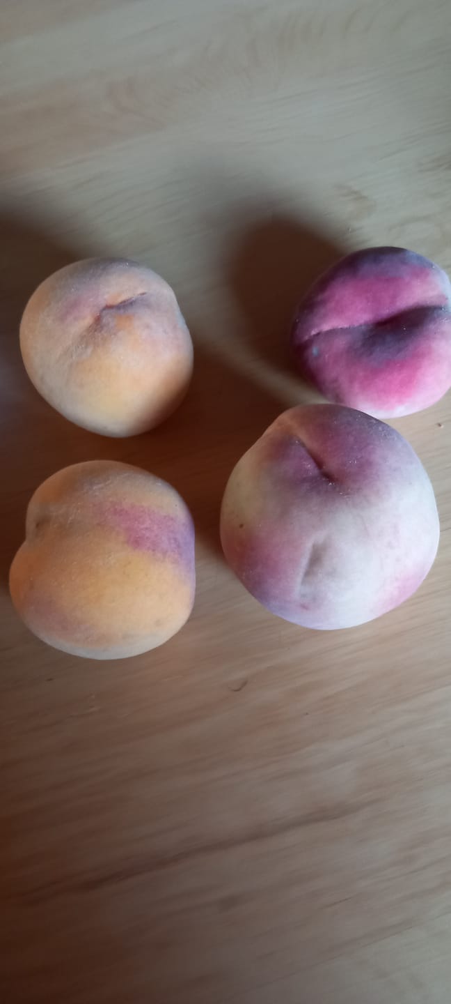 Customer photo review of Pfirsich-Mix "Alte Sorten" Bio von Jose Miguel 3kg Box