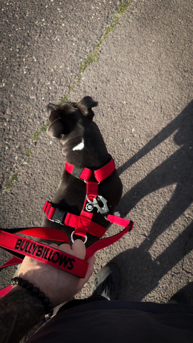 Customer photo review of Anti-Pull TRI-Harness® | Training Dog Harness for All Breeds - Red