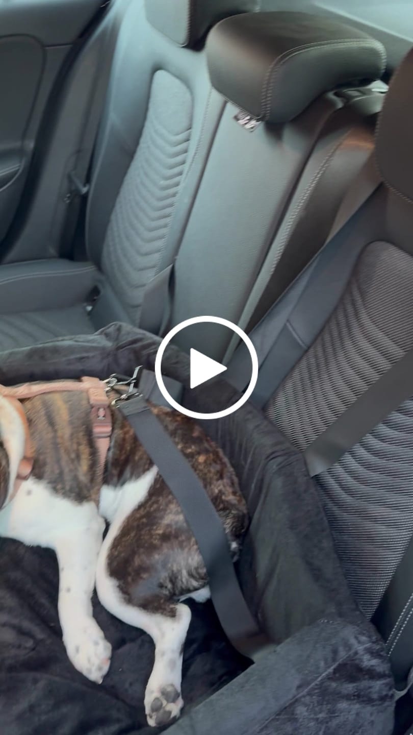 Customer video review of Pet Perfect Premium Hondenmand Auto - Autostoel Hond - Orthopedisch