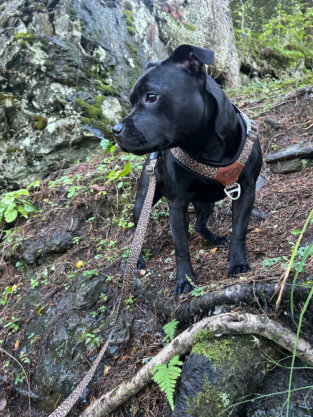 Customer photo review of Staffordshire Bull Terrier 1935® Harness & Leash Set - Leopard