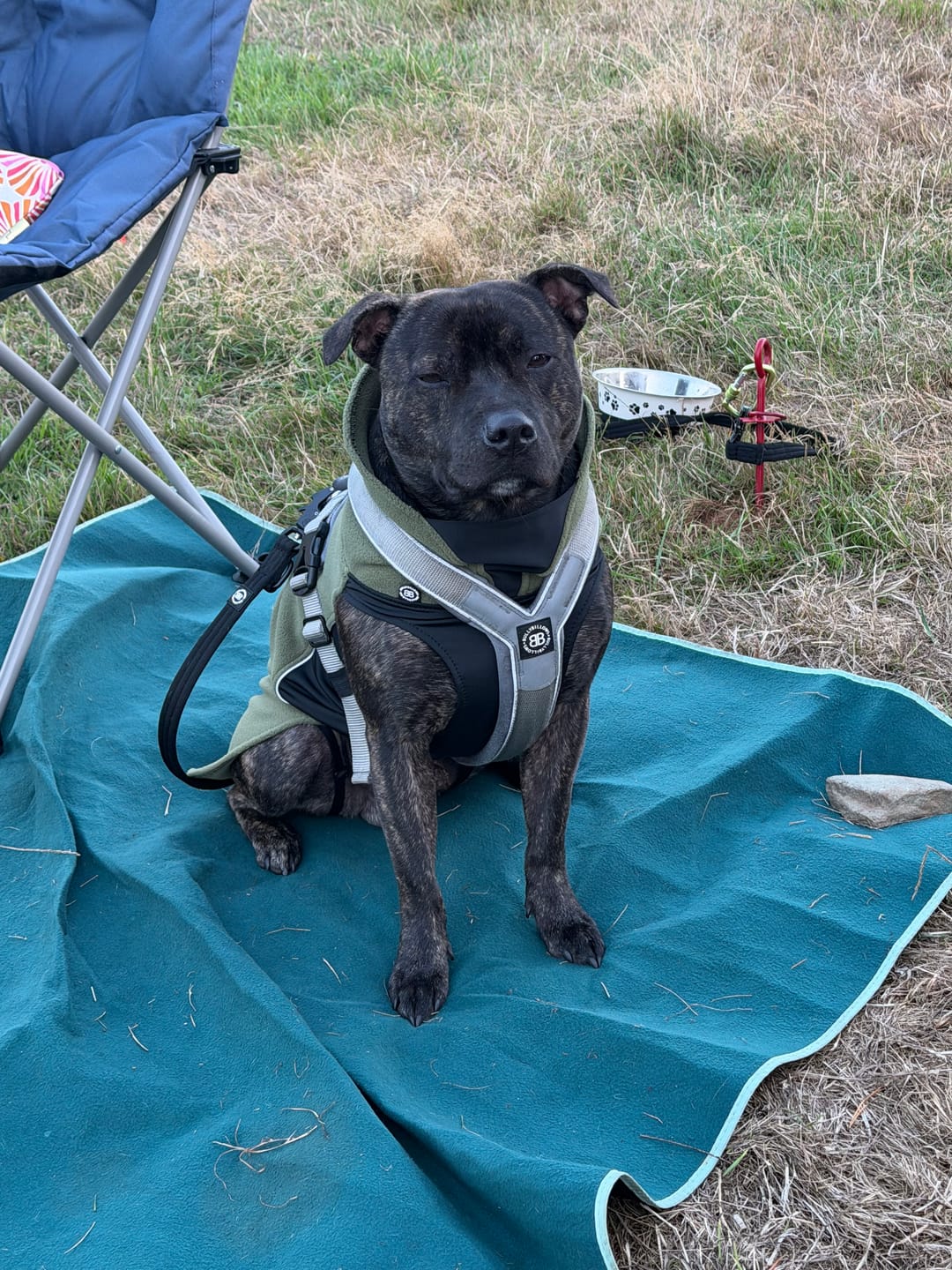 Customer photo review of Dog Fleece With Zip - Khaki