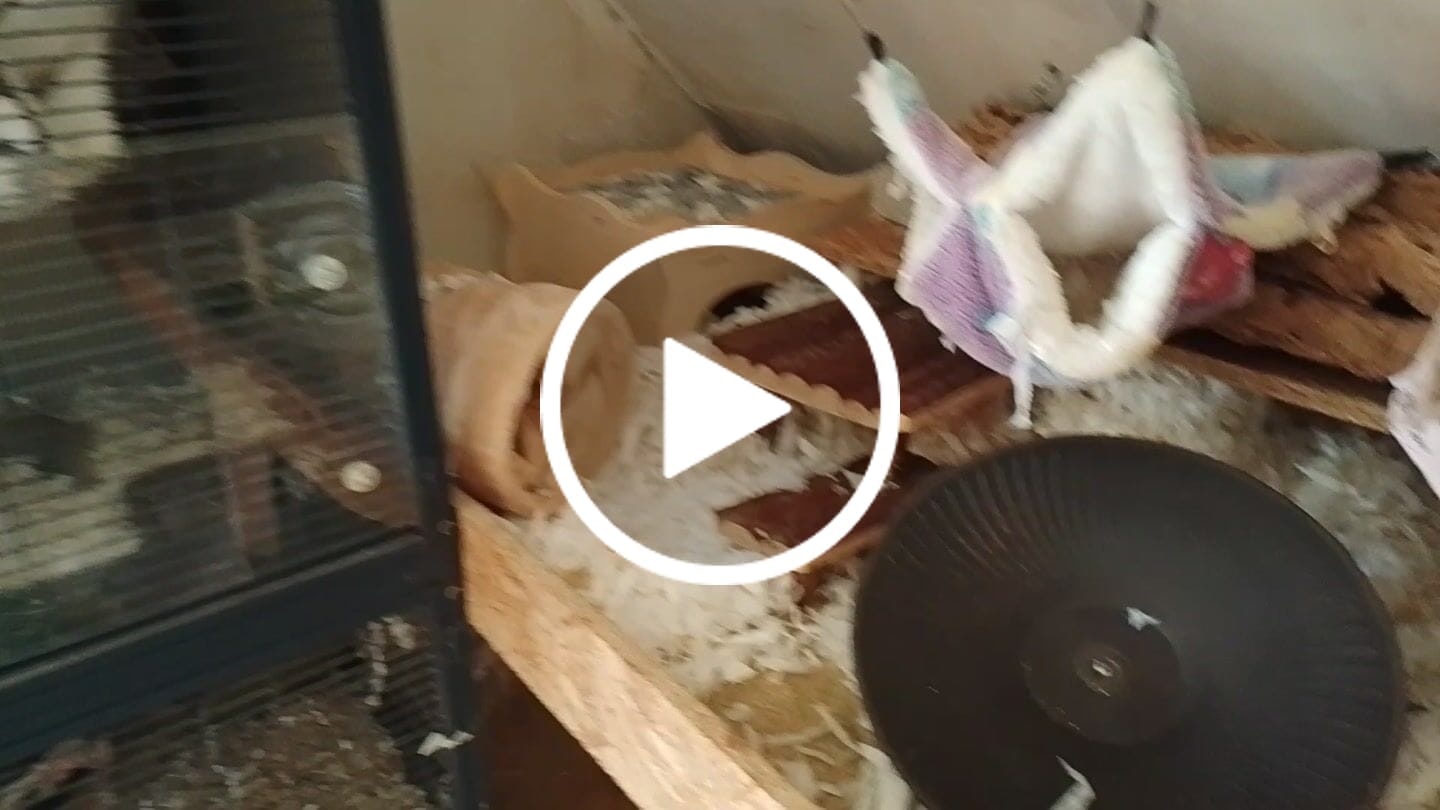 Customer video review of Elmato Hanf-Kuschelteppich verschiedene Größen