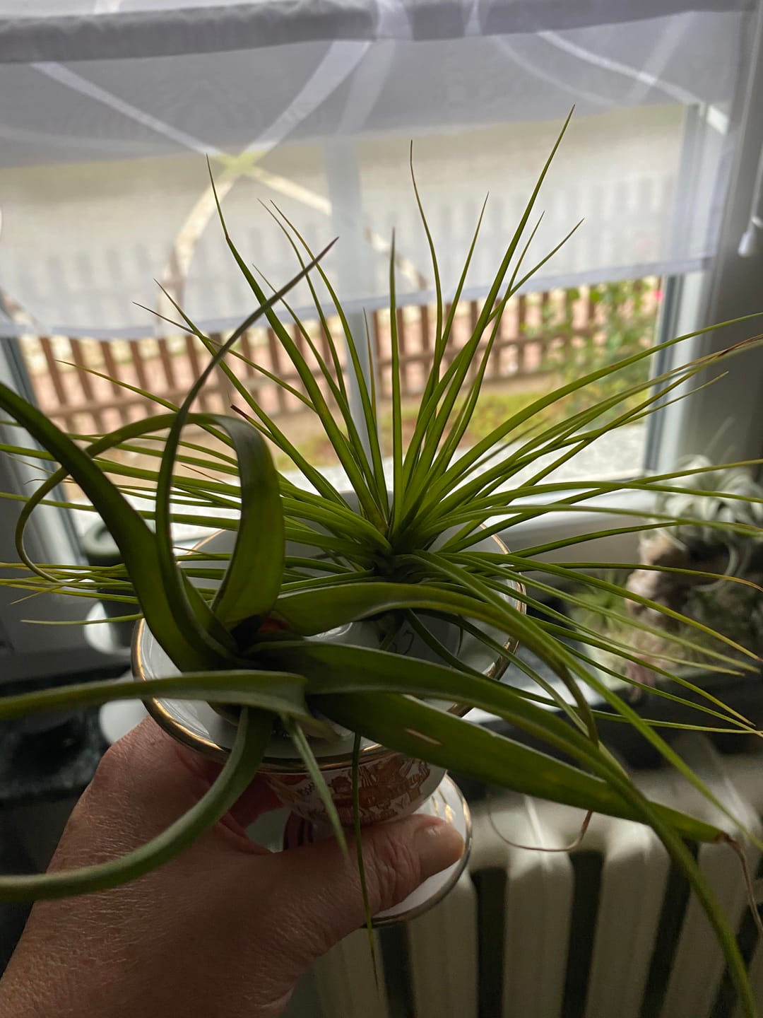 Customer photo review of Tillandsia ionantha 'Red Marble'