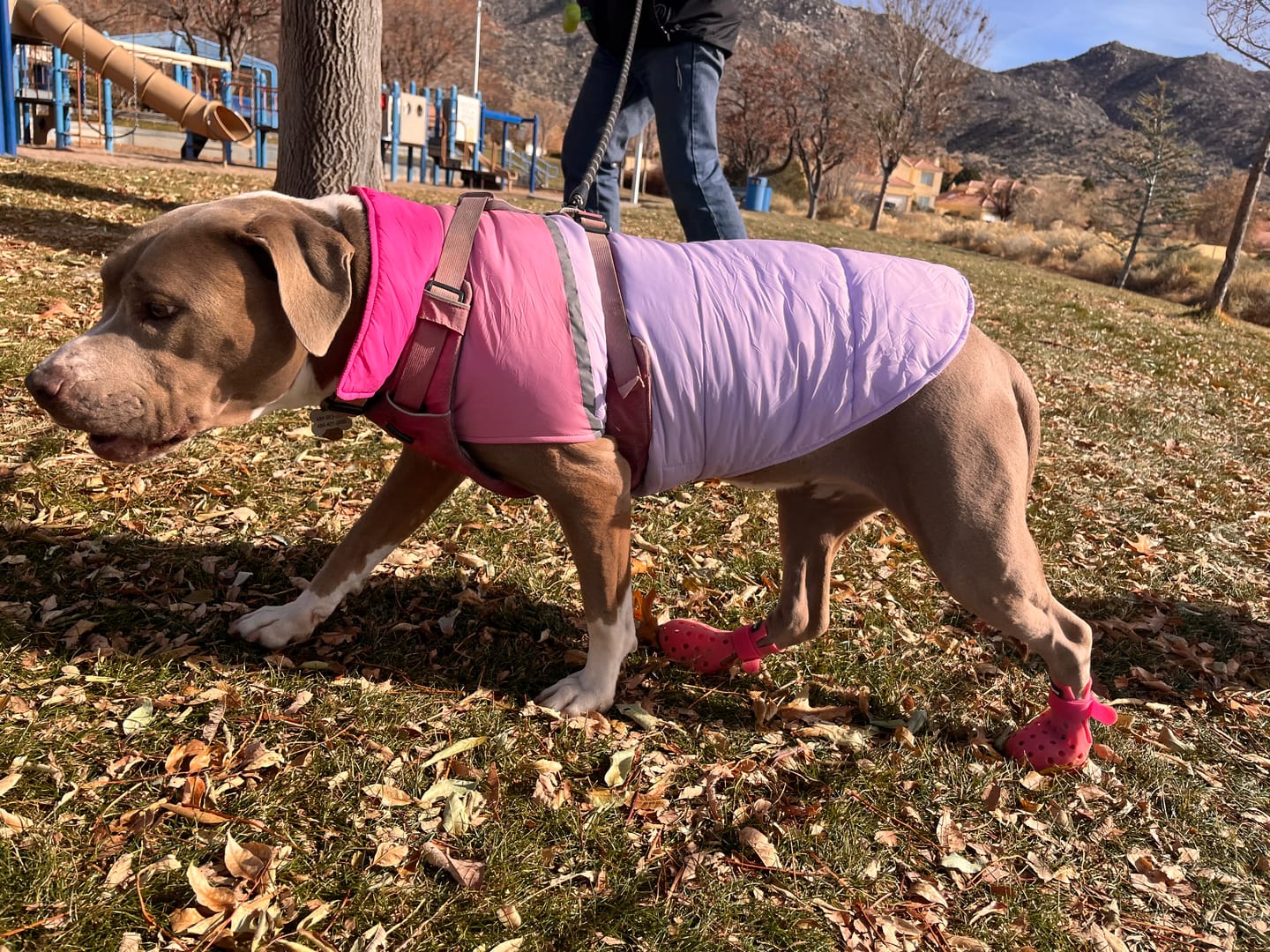 Customer photo review of WagWellies® Mojave
