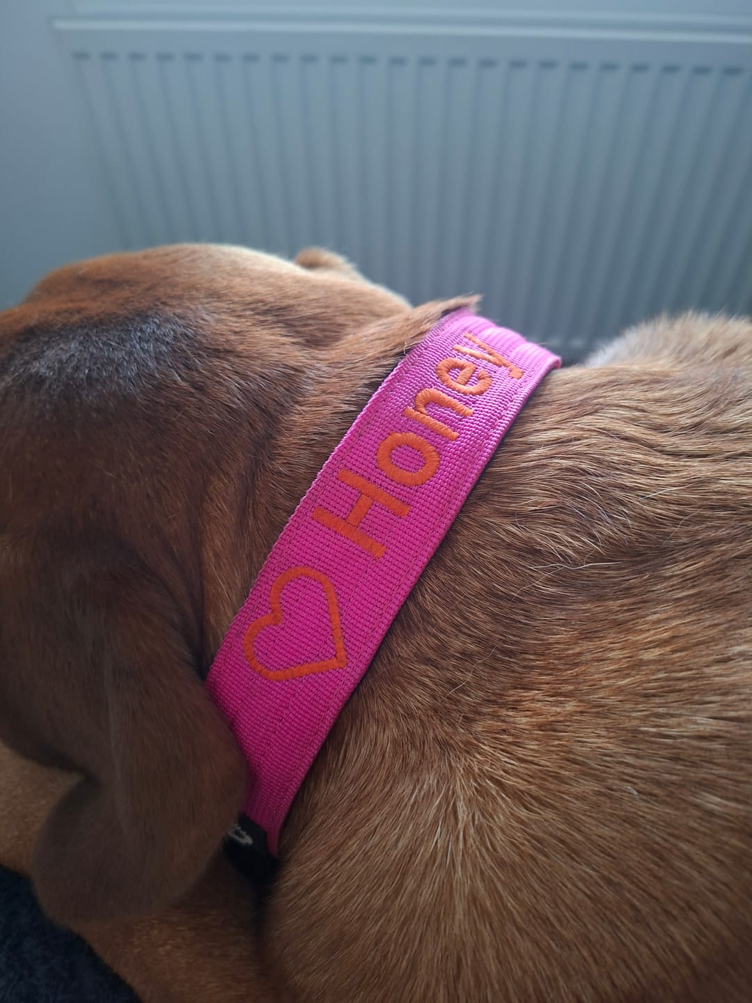 Customer photo review of 4cm Combat® Collar | No Handle & Secured Clip - Magenta