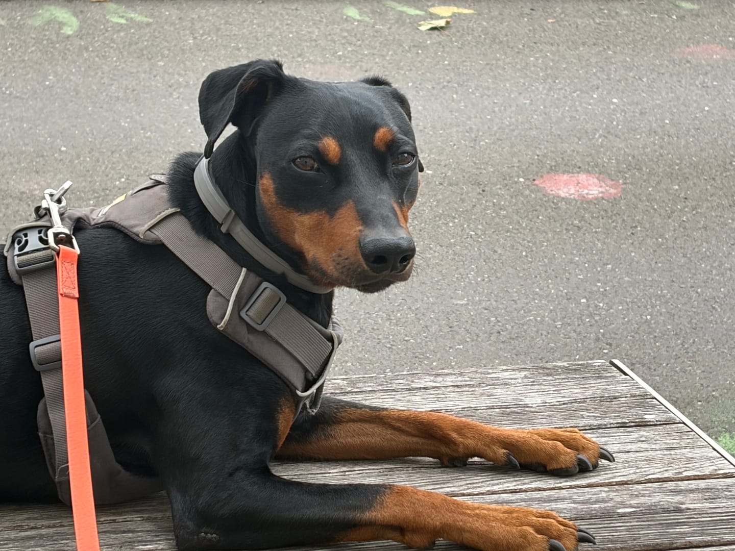 Customer photo review of Wurmtest Basic Hund