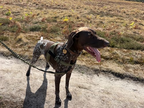 Customer's green ParoPet No Pull Dog Harness on a spotted dog standing on a dirt trail outdoors.