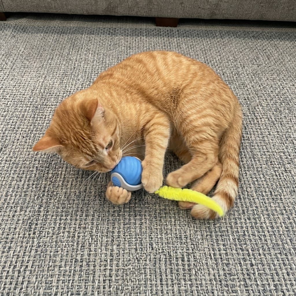Customer photo review of Pelota interactiva para gatos
