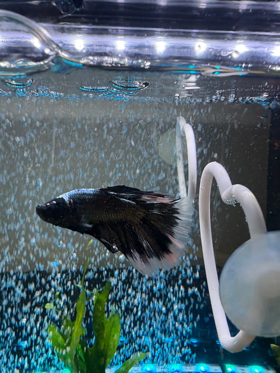 Customer photo review of Black Copper Halfmoon Male Betta Fish