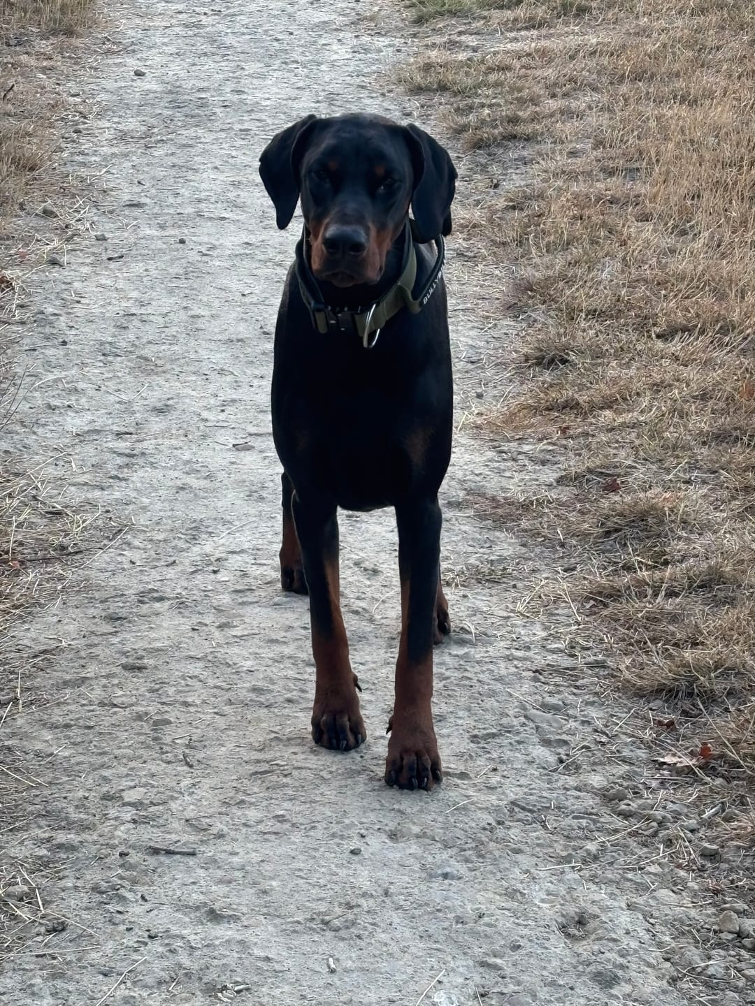 Customer photo review of 5cm Combat® Collar | With Handle & Secure Clip - Khaki