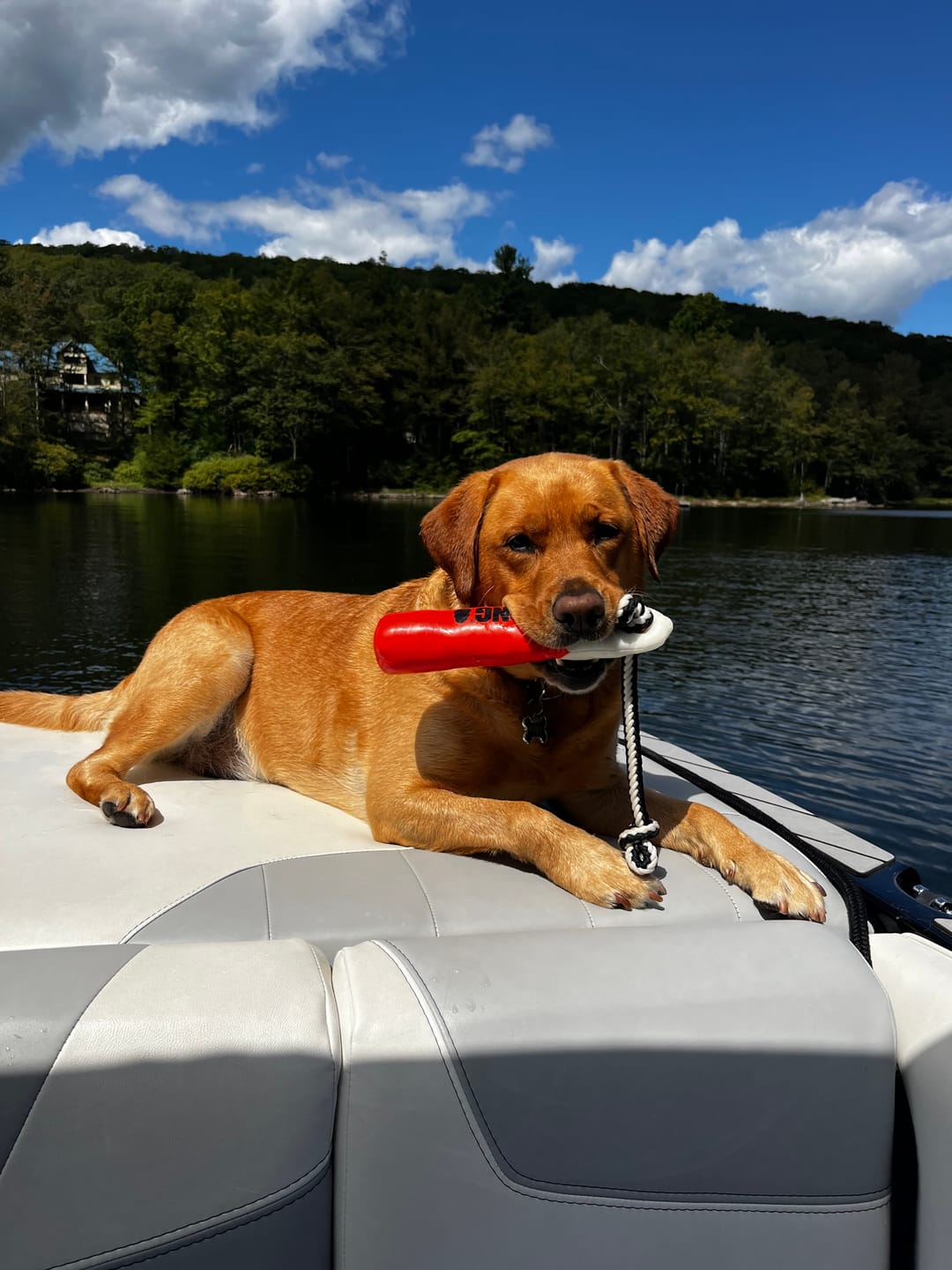 Customer photo review of Canine NutriGreens