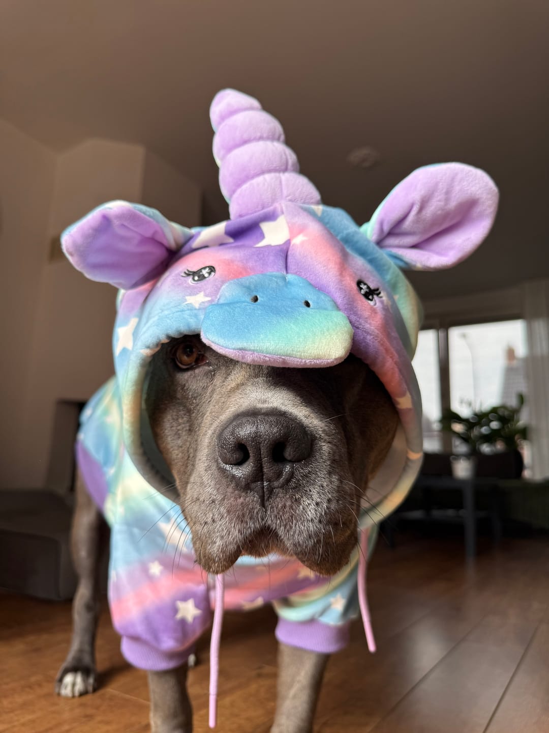 Customer photo review of Halloween Dog Hoodie - Unicorn (2)