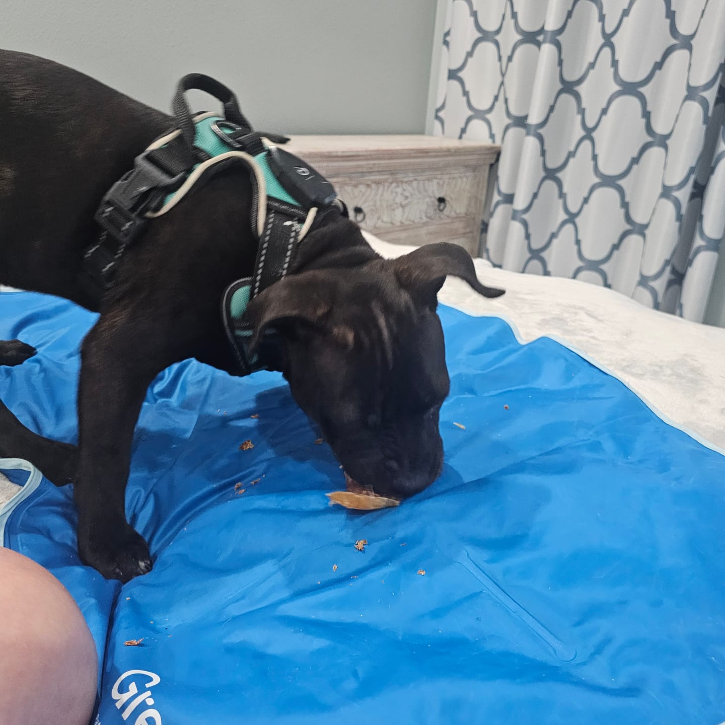 Customer photo review of Beef Tendon Wraps Durable Dental Chews
