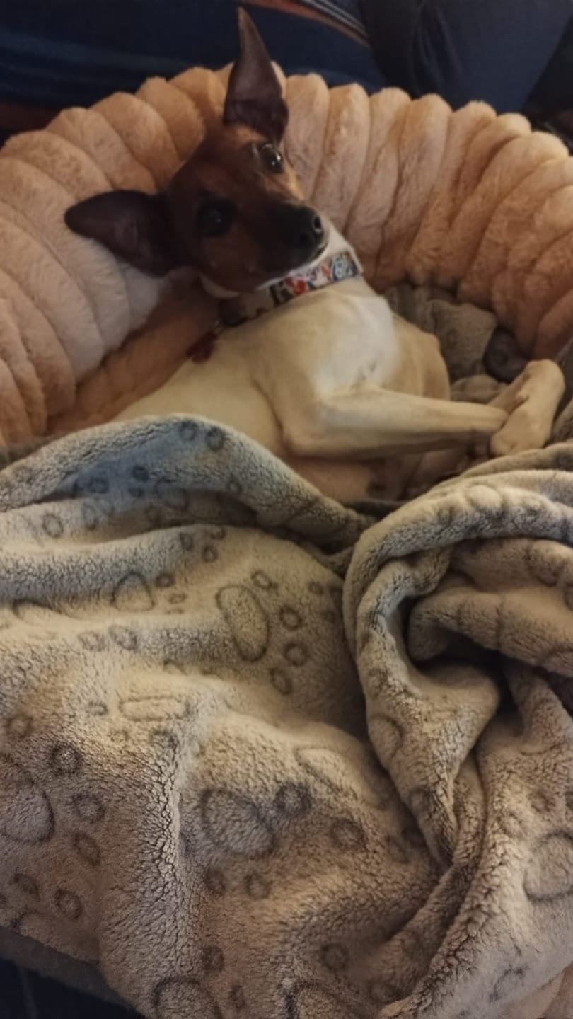 Customer photo review of Luxury Edition: Cama Anti-Estrés THE DOGS
