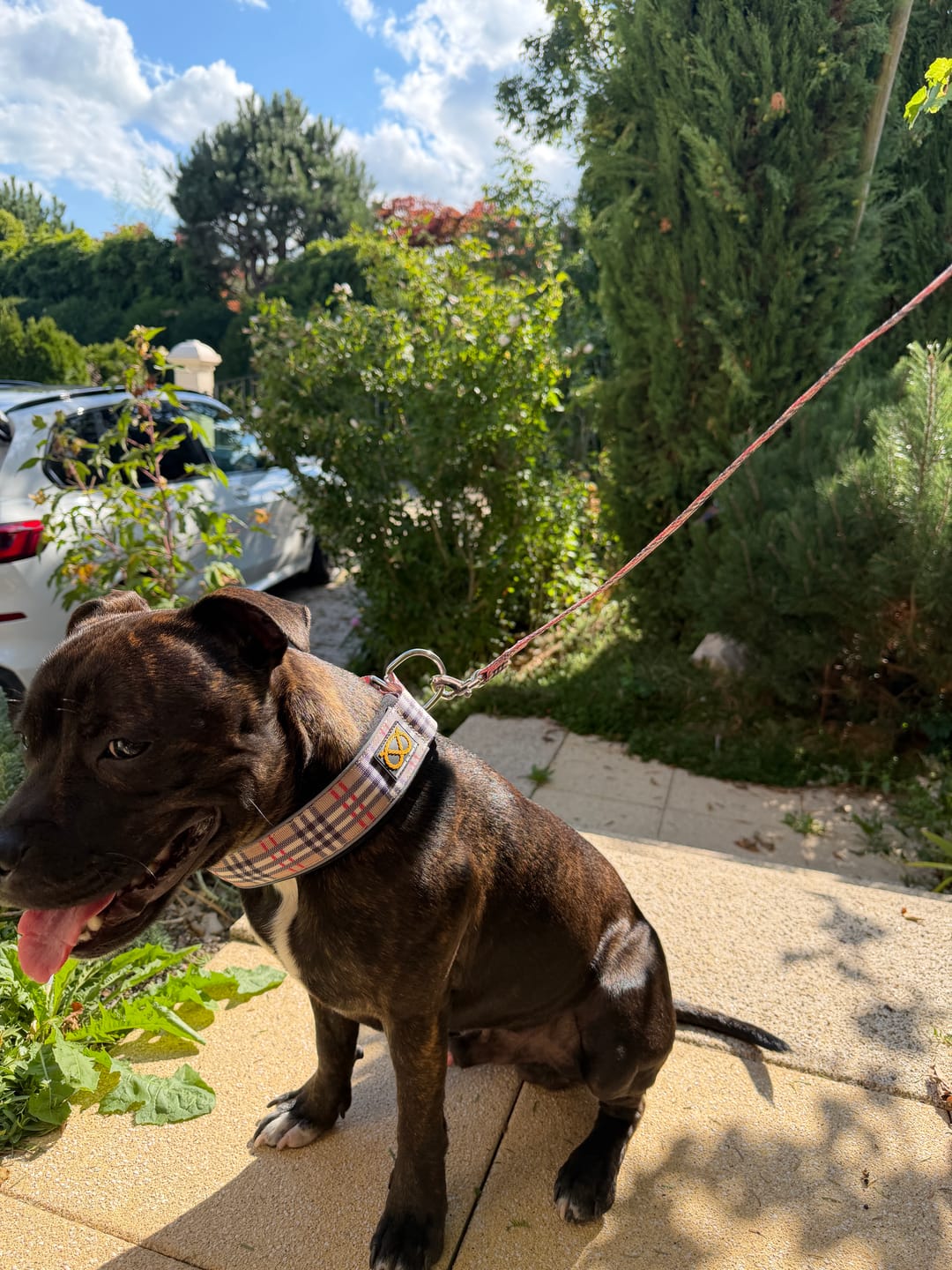 Customer photo review of Staffordshire Bull Terrier 1935® Nylon Leash - Staffburry Beige - Normal
