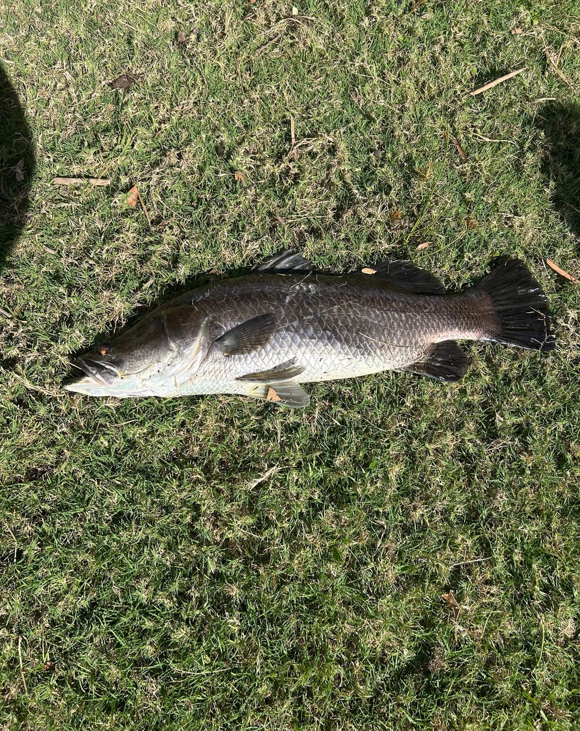 Customer photo review of $59 BARRA BUNDLE
