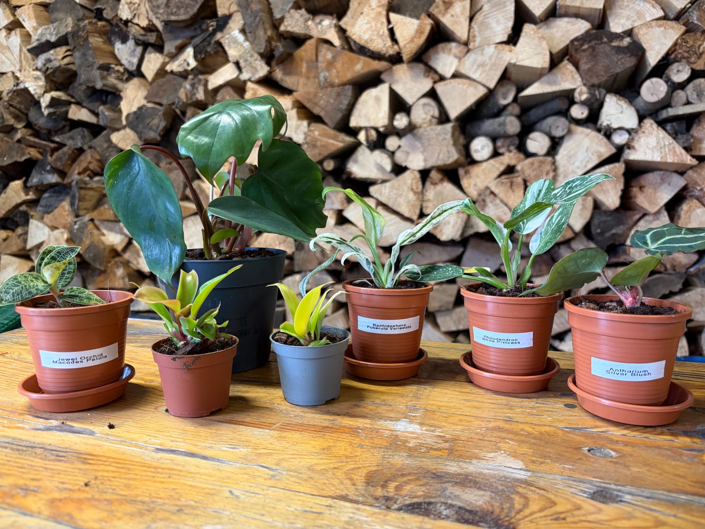 Customer photo review of SAD-PLANT-SET