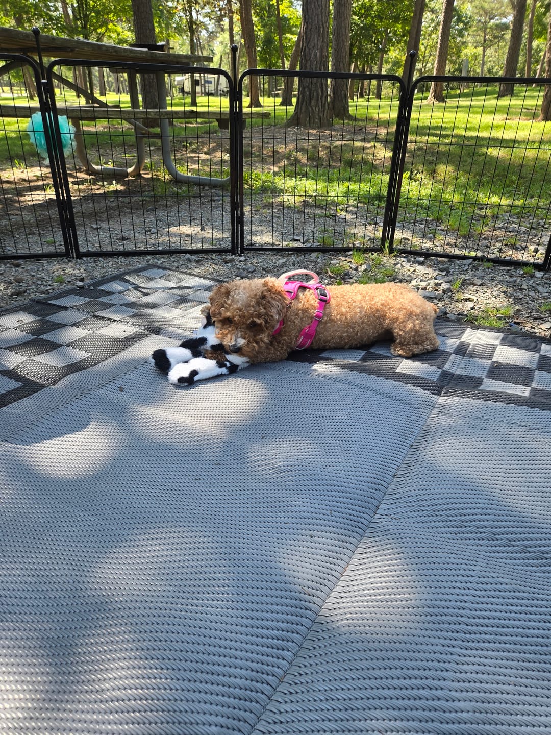Customer photo review of RV Step Grid - Dog Barrier for RV Stairs