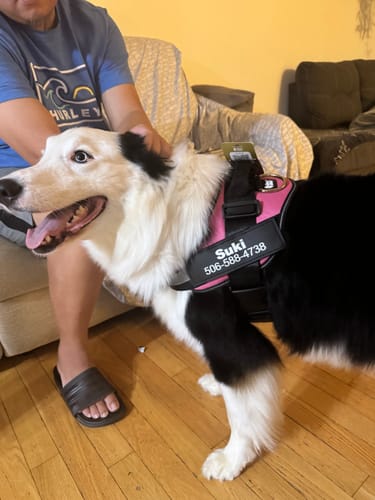 Customer's Dogshood Ergonomic Harness in pink with a custom name tag on a dog, showing a secure, sturdy fit.