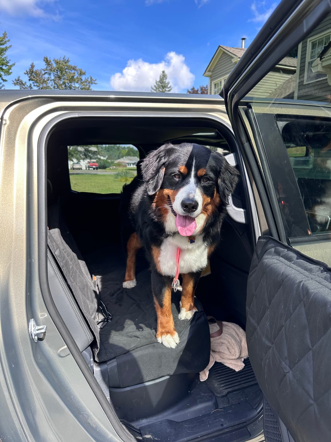 Customer photo review of Dog Rear Seat Cover - No Hammock