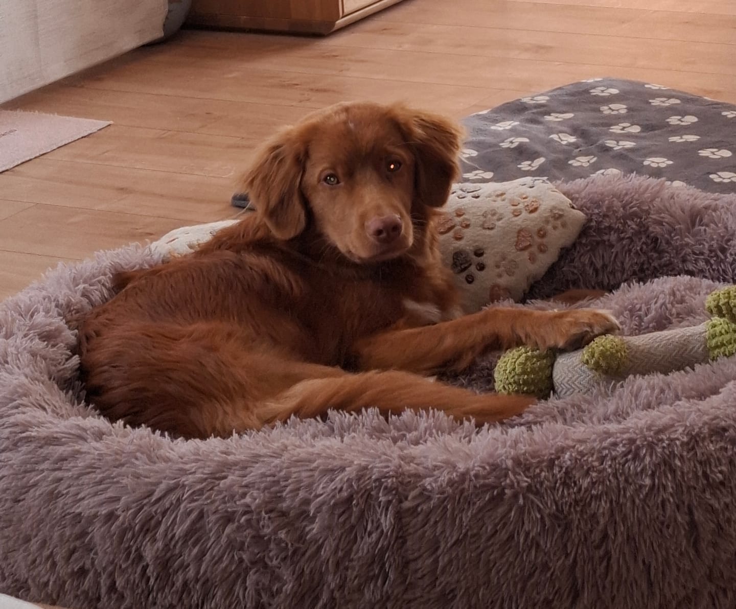 Customer photo review of Puppery Hundebett Wolke 7 - Das Original