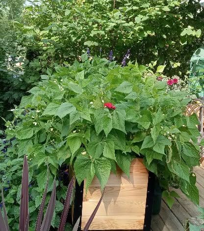 Customer photo review of 18" x 48" Raised Garden Bed - 30" TALL - Select Grade