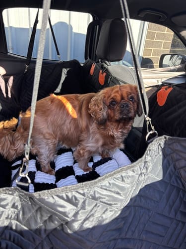 Customer photo review of Custom-Fit Travel Bed