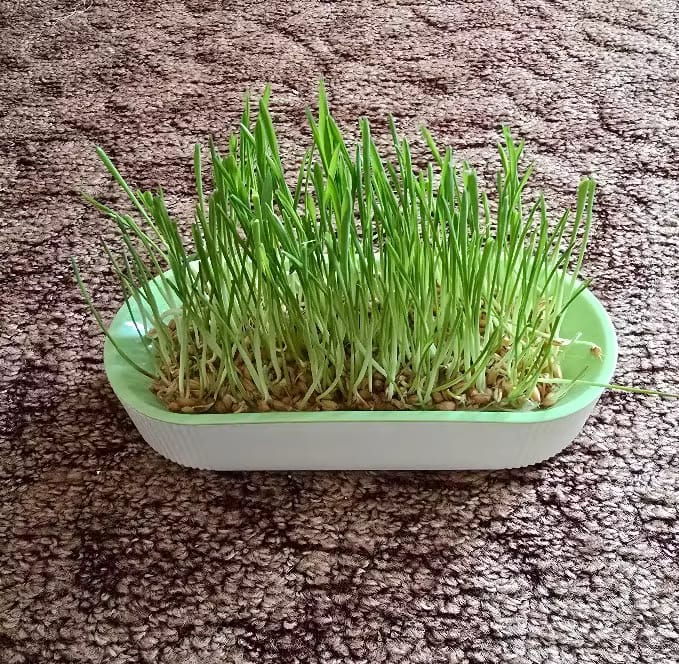 Customer photo review of KittyGrass™ Indoor Cat Garden