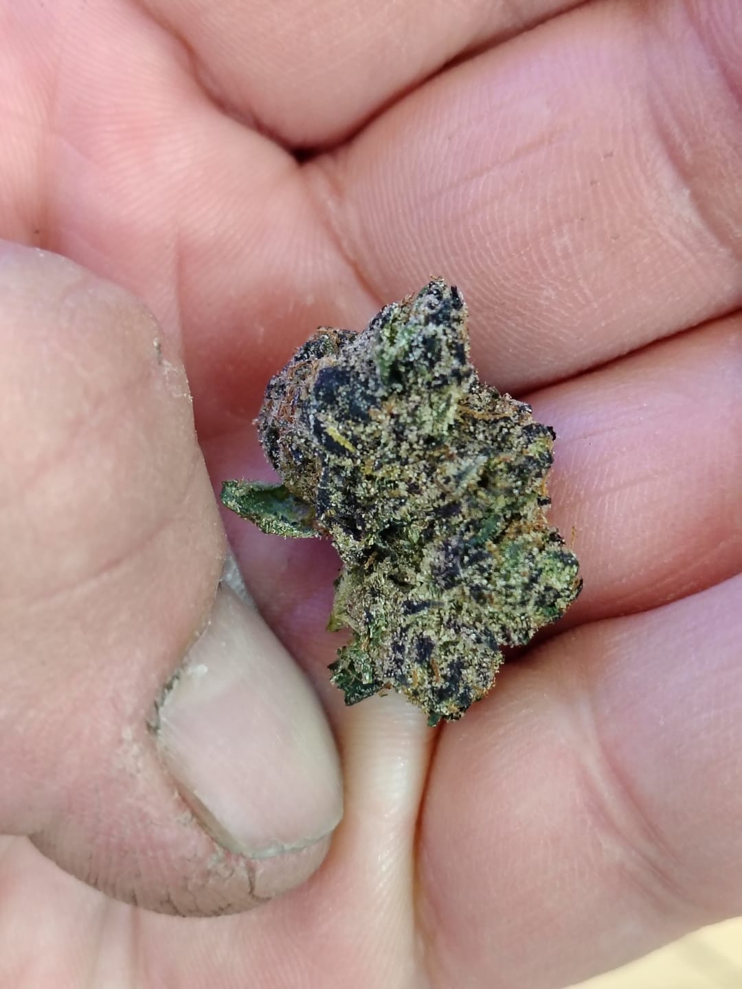 Customer photo review of ZAZA - Purple Trainwreck Indoor - 4 Grams - Sativa