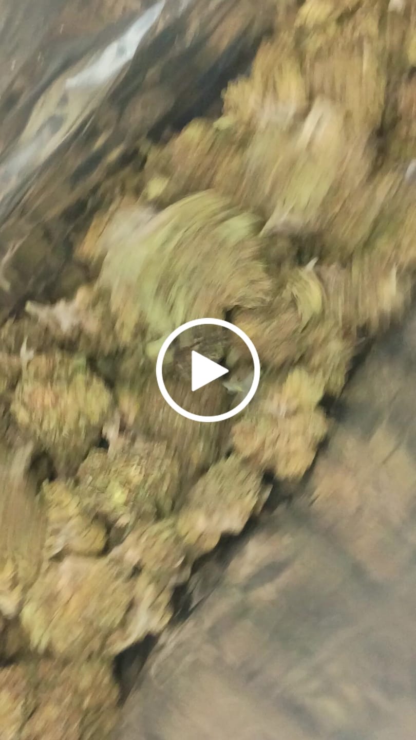 Customer video review of Blackout Berries THCA Flower Ounce (28g)