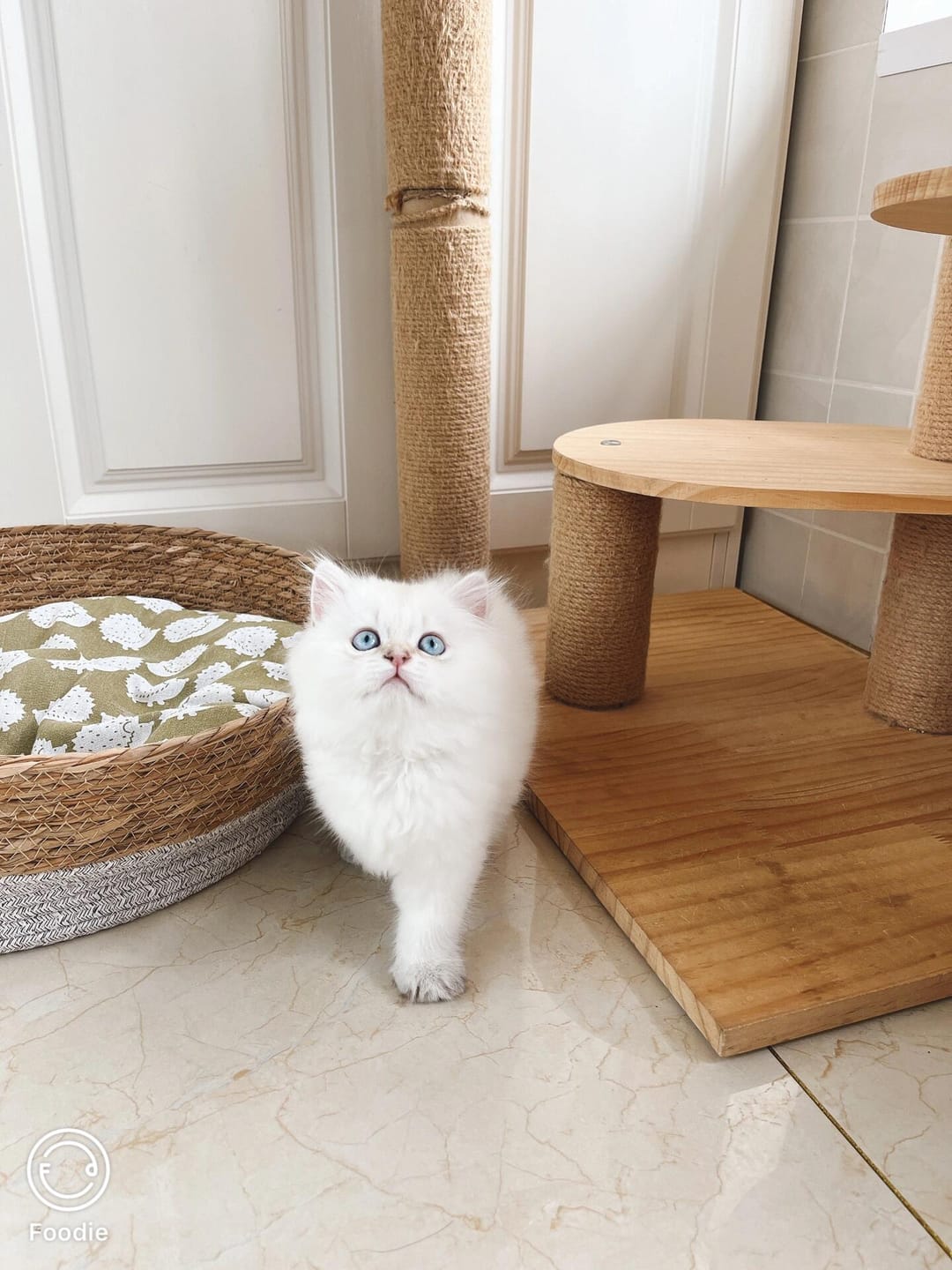 Customer photo review of Rattan Cat Bed