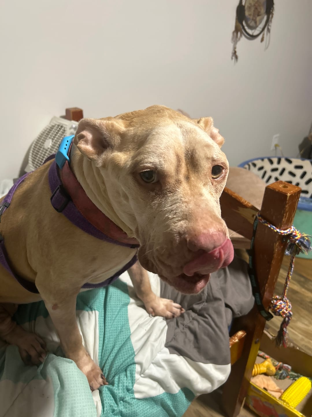 Customer photo review of FurLife™ 12 Months Flea and Tick Free