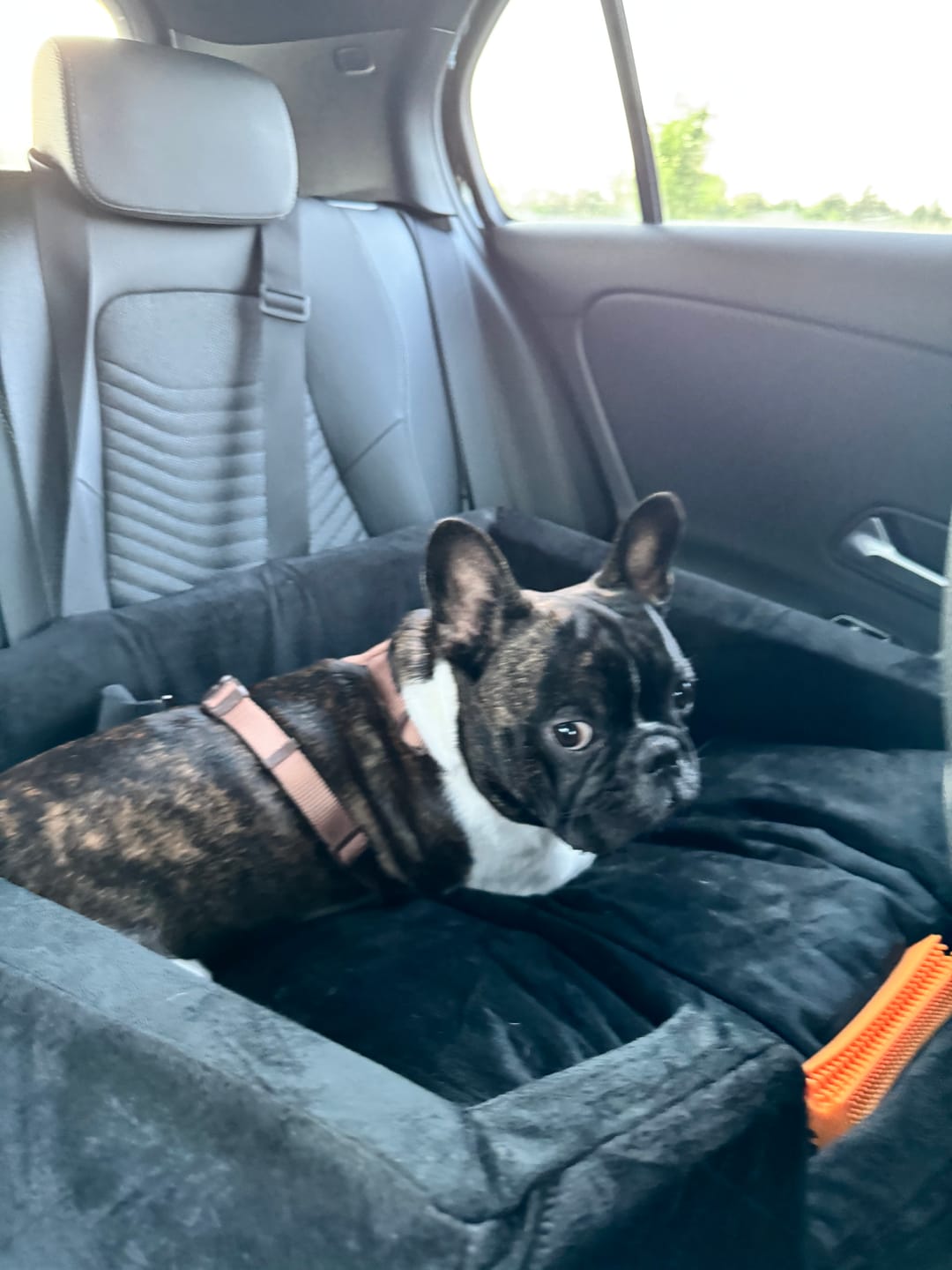 Customer photo review of Pet Perfect Premium Hondenmand Auto - Autostoel Hond - Orthopedisch