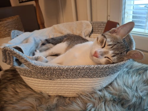 Customer's Instinct Basket containing a sleeping kitten on a soft surface.